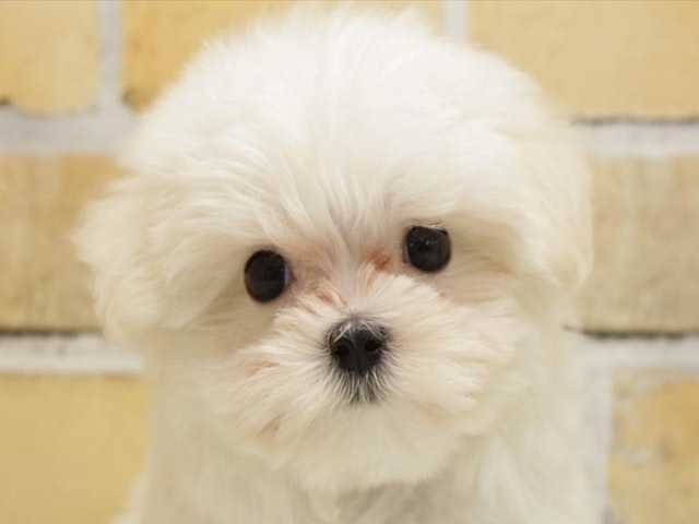 福岡県のハーフ犬 (ペッツワン福岡新宮店/2024年3月1日生まれ/女の子/ホワイトシルバー)の子犬